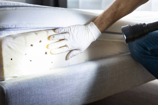 Best Residential Pest Control  in Salem, MA