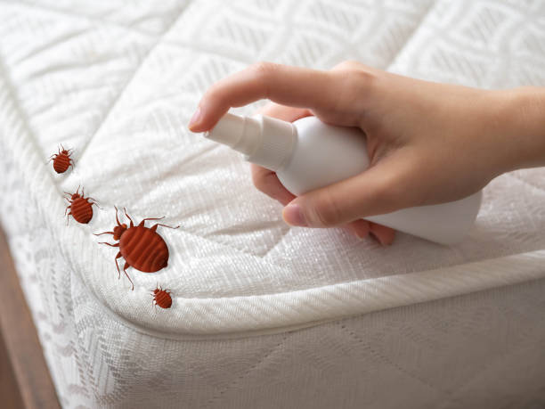 Best Affordable Pest Control Services  in Salem, MA