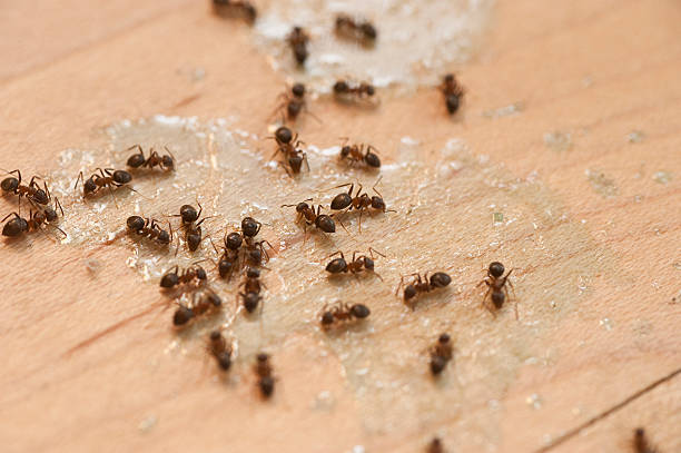 Professional Pest Control in Salem, MA