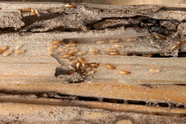Best Pest Control Near Me  in Salem, MA