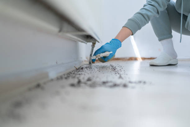 Wasp Removal Services in Salem, MA